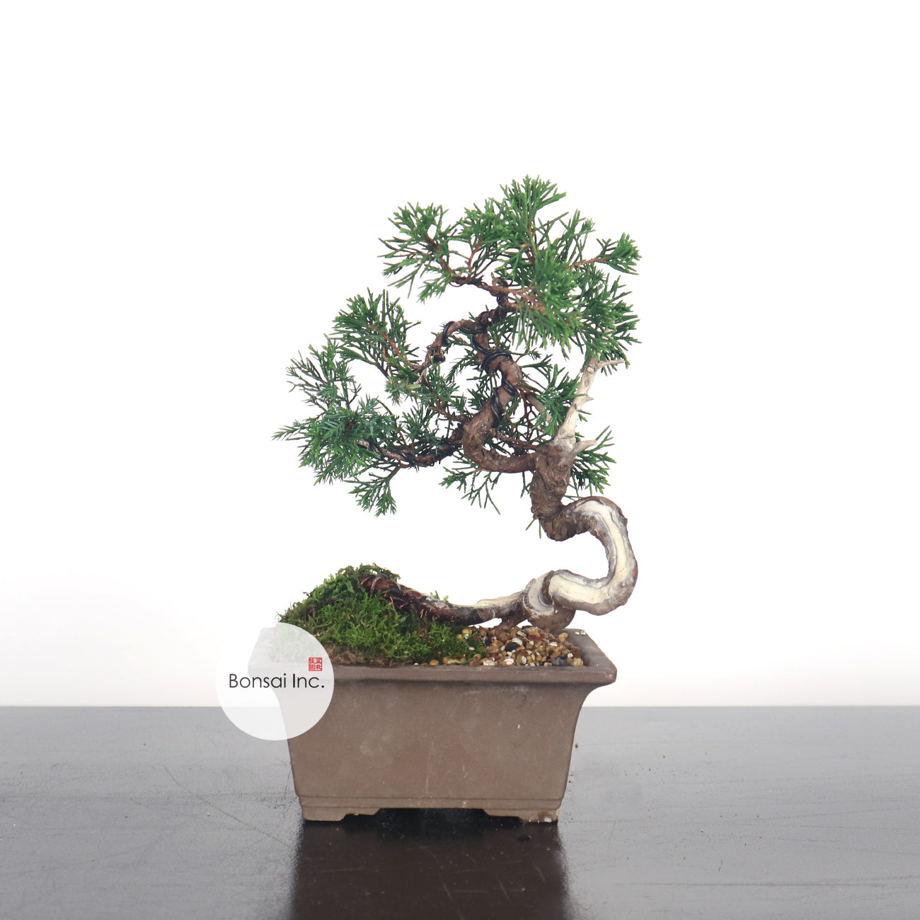 Japanese Juniper Shimpaku Bonsai 日本真柏