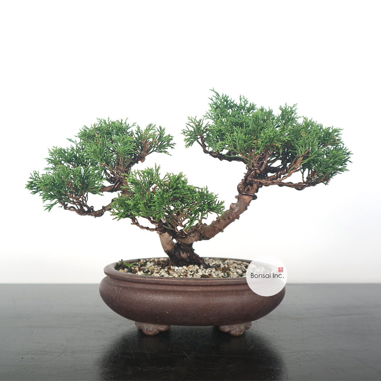 Japanese Juniper Shimpaku Bonsai 日本真柏