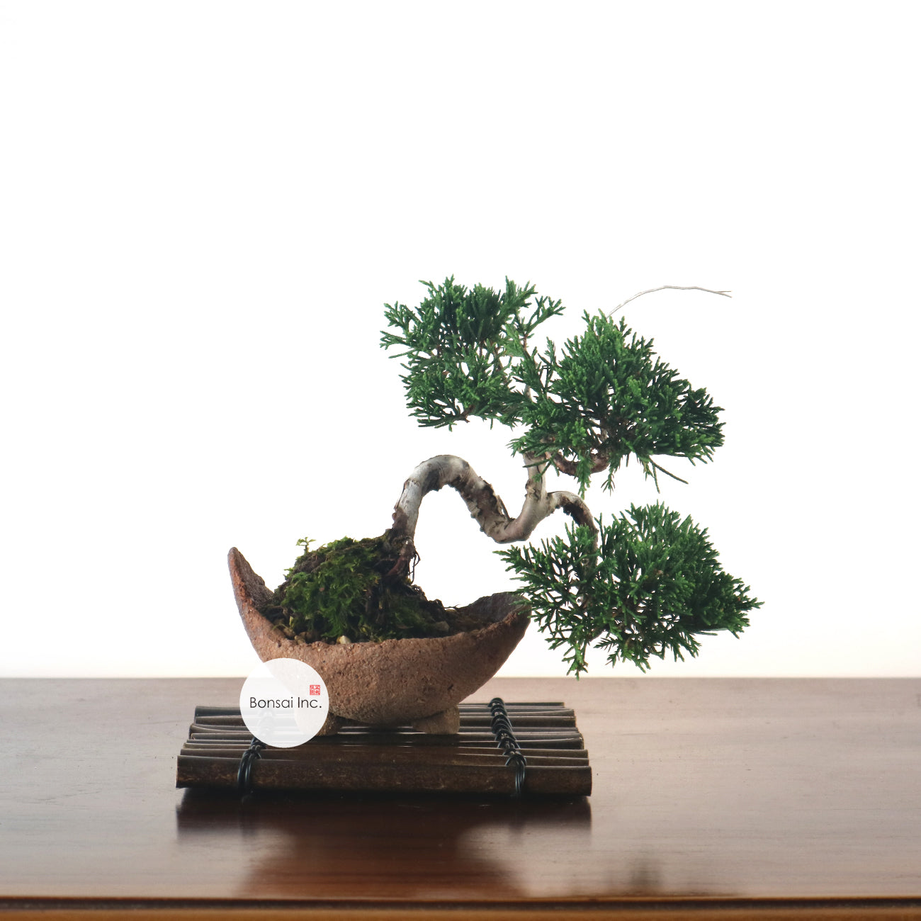 Japanese Juniper Shimpaku Bonsai 日本真柏