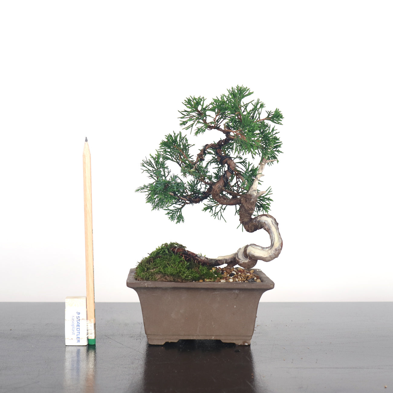 Japanese Juniper Shimpaku Bonsai 日本真柏