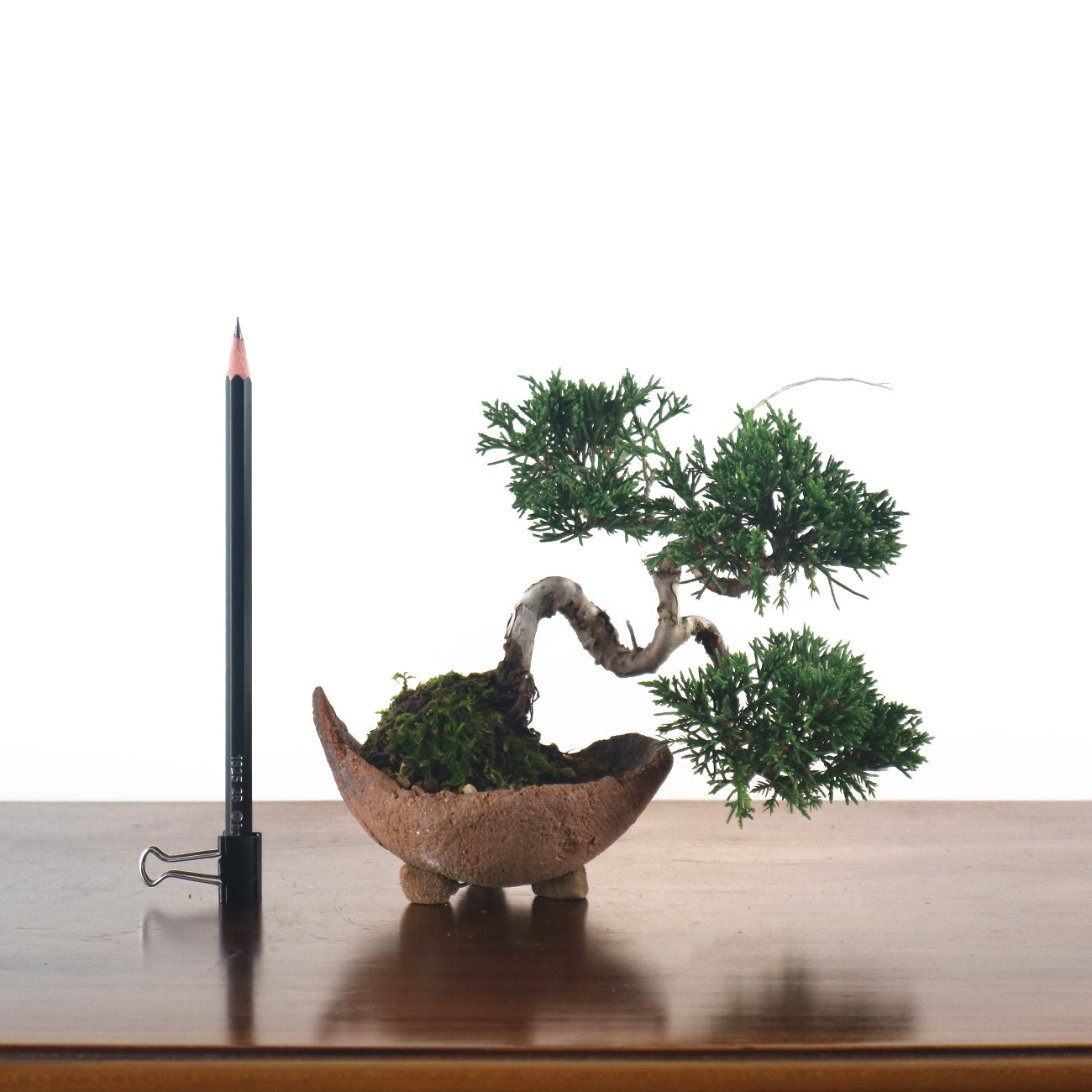 Japanese Juniper Shimpaku Bonsai 日本真柏