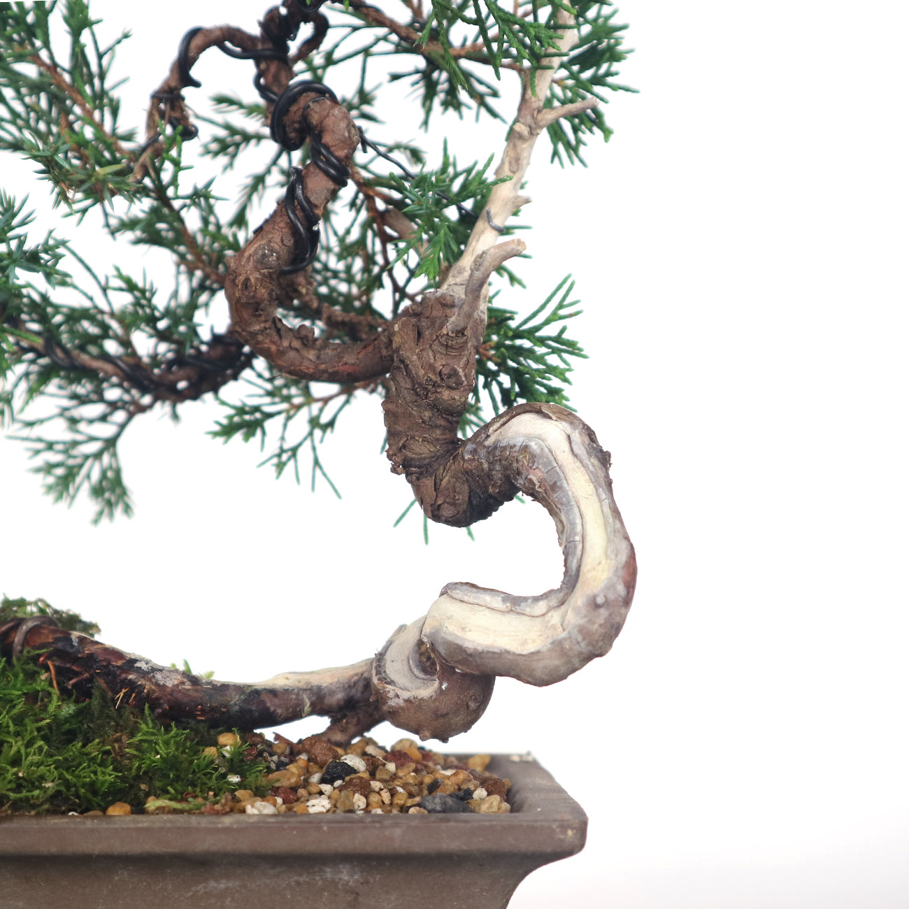 Japanese Juniper Shimpaku Bonsai 日本真柏