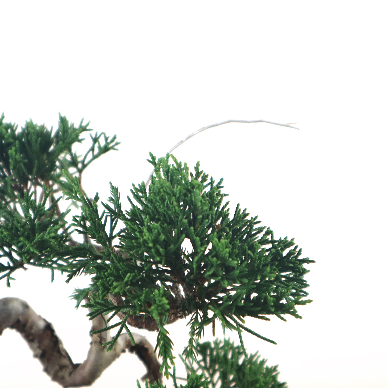 Japanese Juniper Shimpaku Bonsai 日本真柏