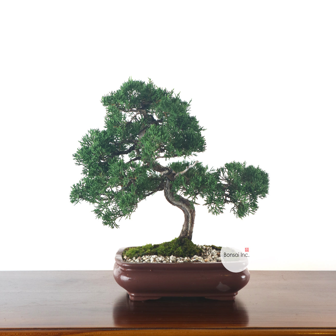 Japanese Juniper Shimpaku Bonsai 日本真柏
