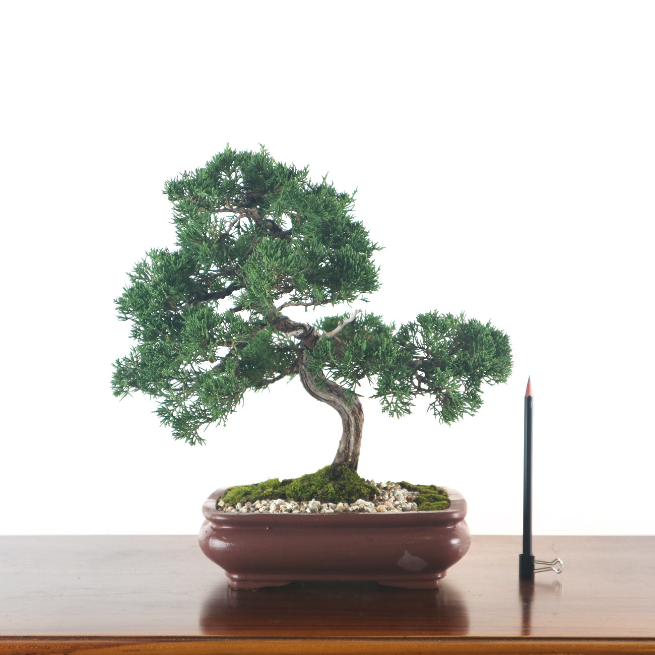 Japanese Juniper Shimpaku Bonsai 日本真柏