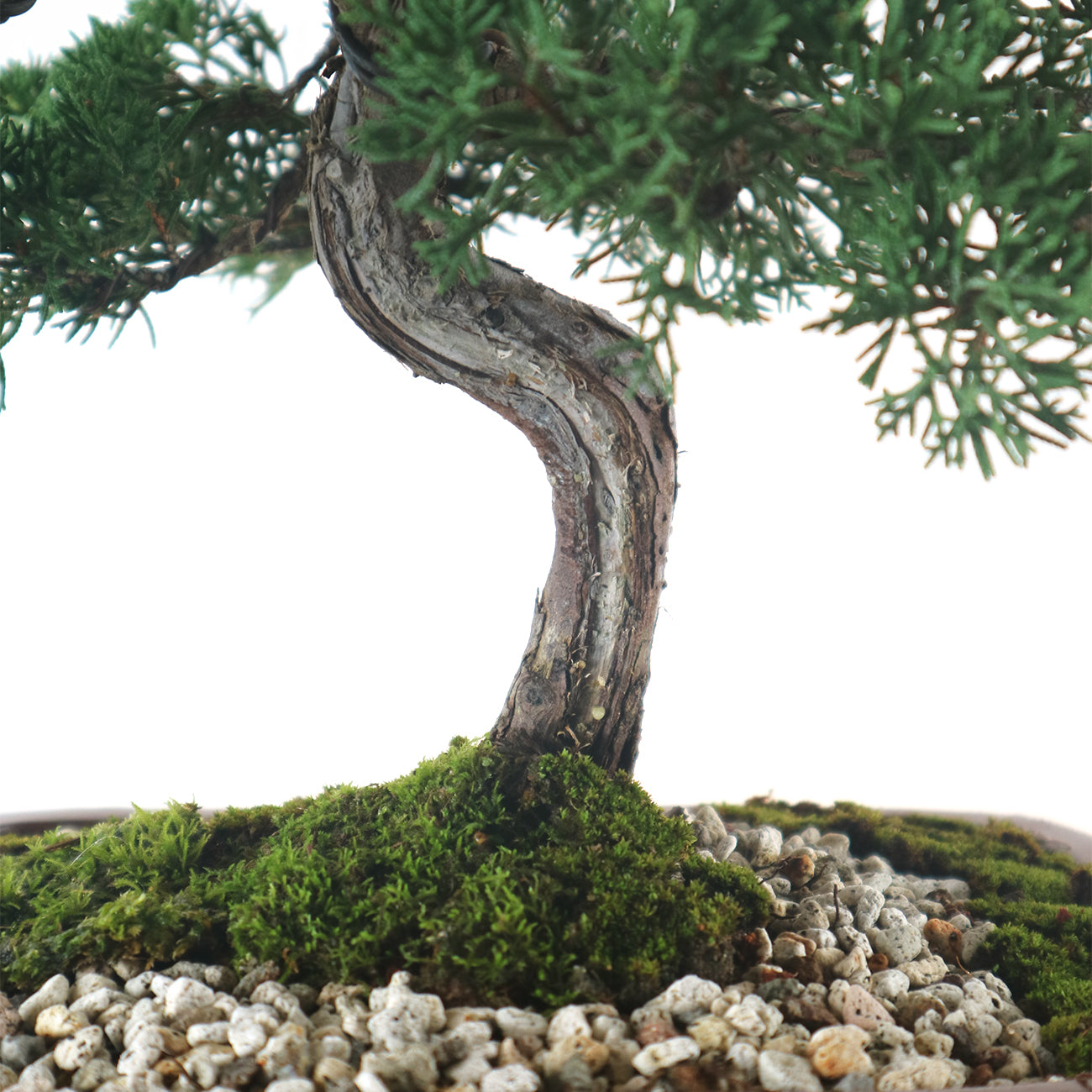 Japanese Juniper Shimpaku Bonsai 日本真柏