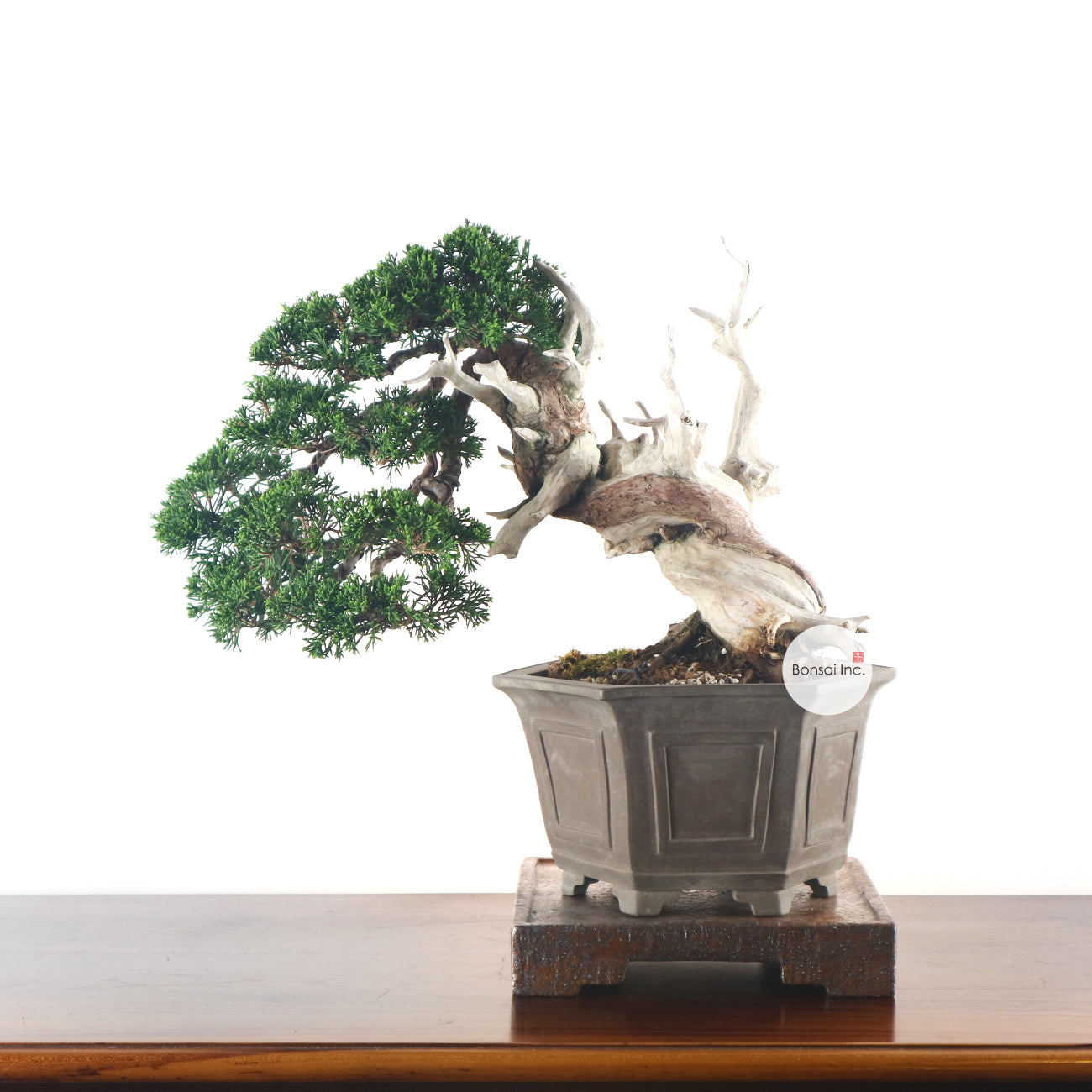 Japanese Juniper Shimpaku Bonsai 日本真柏
