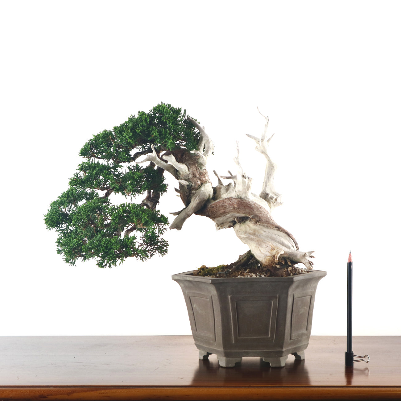 Japanese Juniper Shimpaku Bonsai 日本真柏