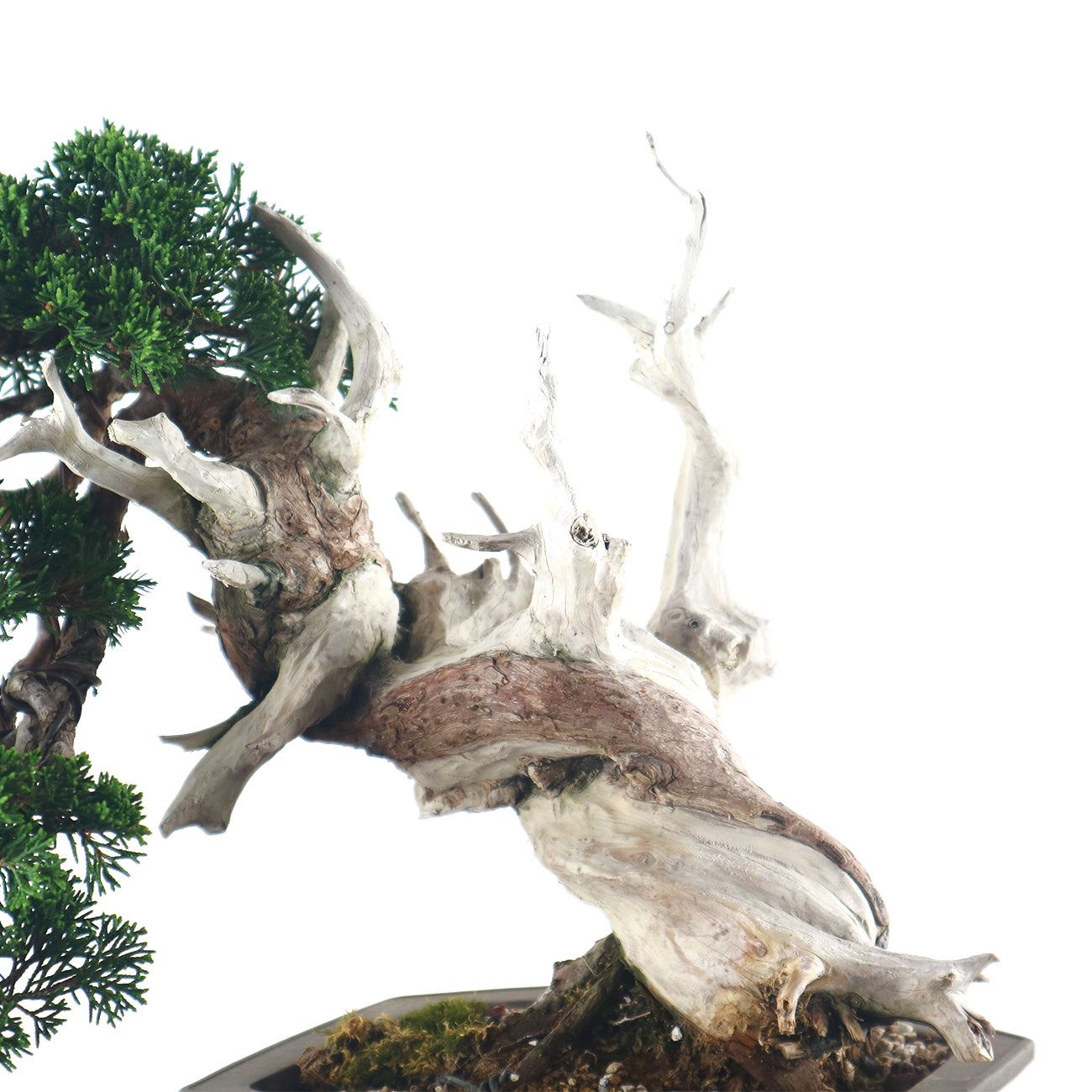 Japanese Juniper Shimpaku Bonsai 日本真柏