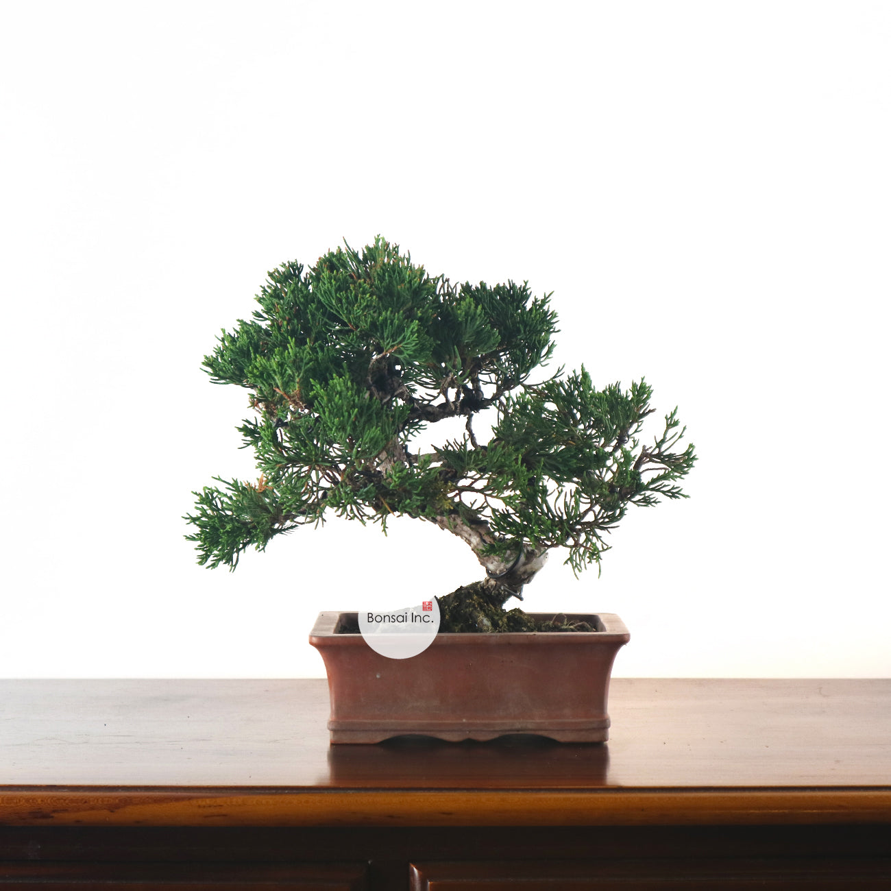 Japanese Juniper Shimpaku Bonsai 日本真柏