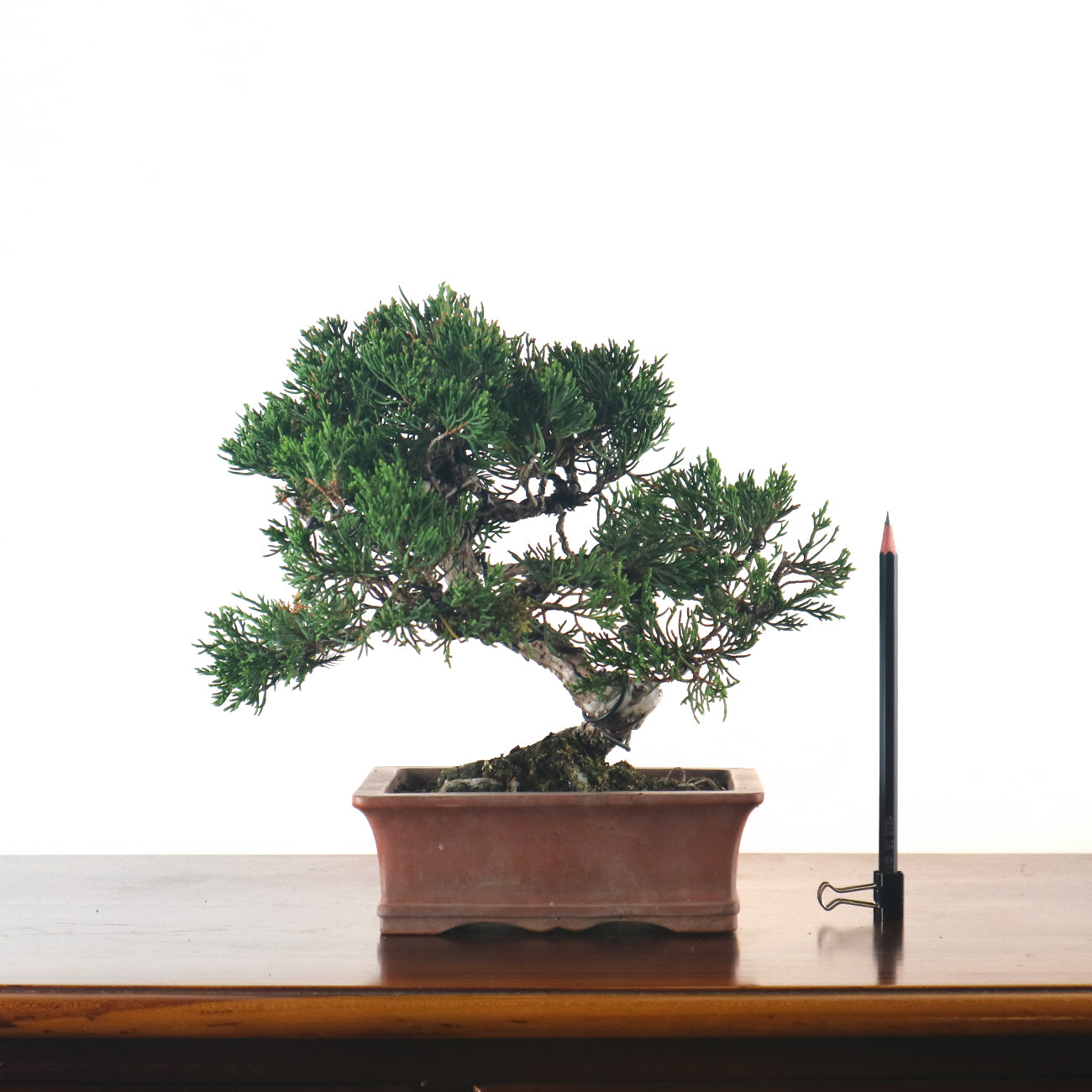 Japanese Juniper Shimpaku Bonsai 日本真柏