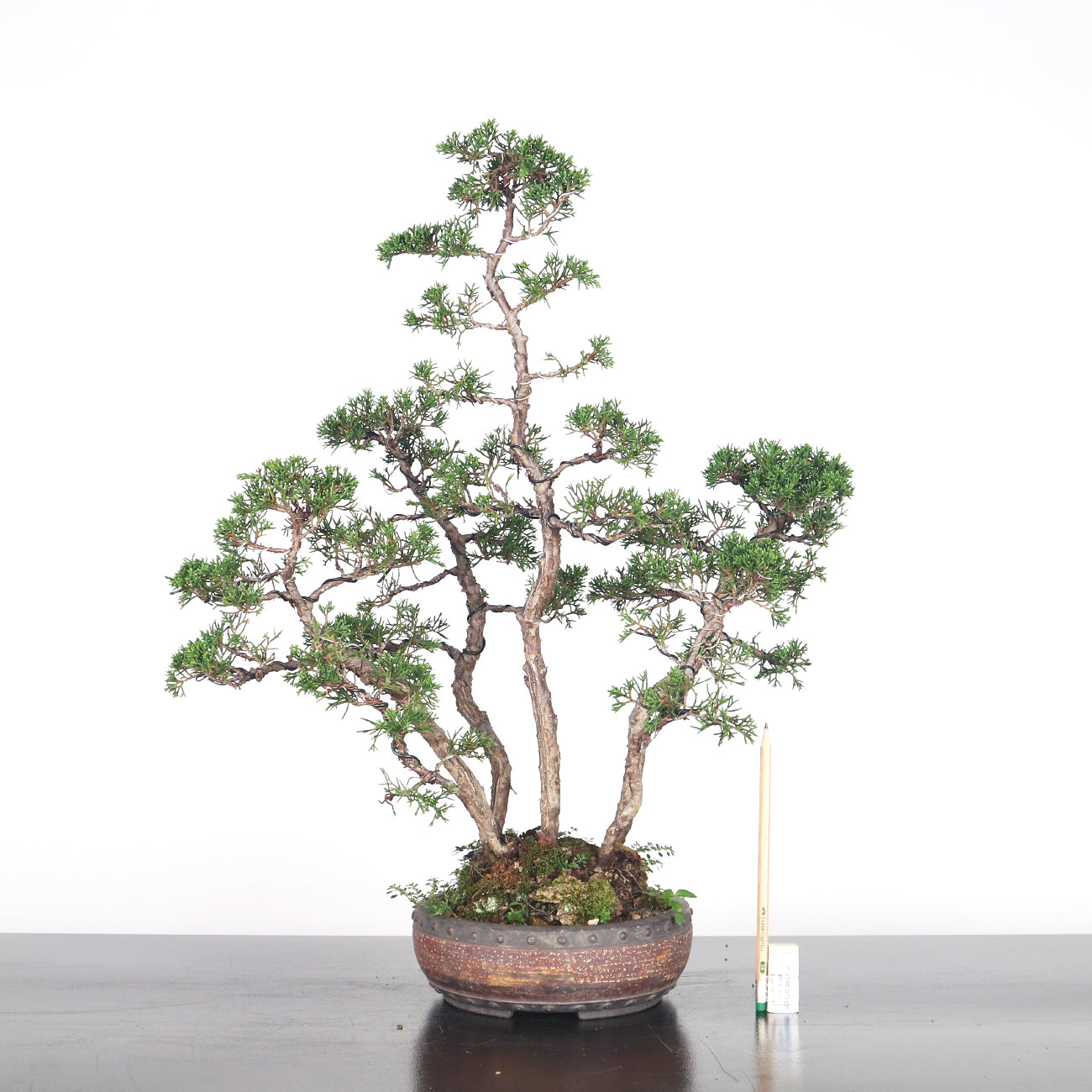 Japanese Juniper Shimpaku Forest Bonsai 日本真柏树林