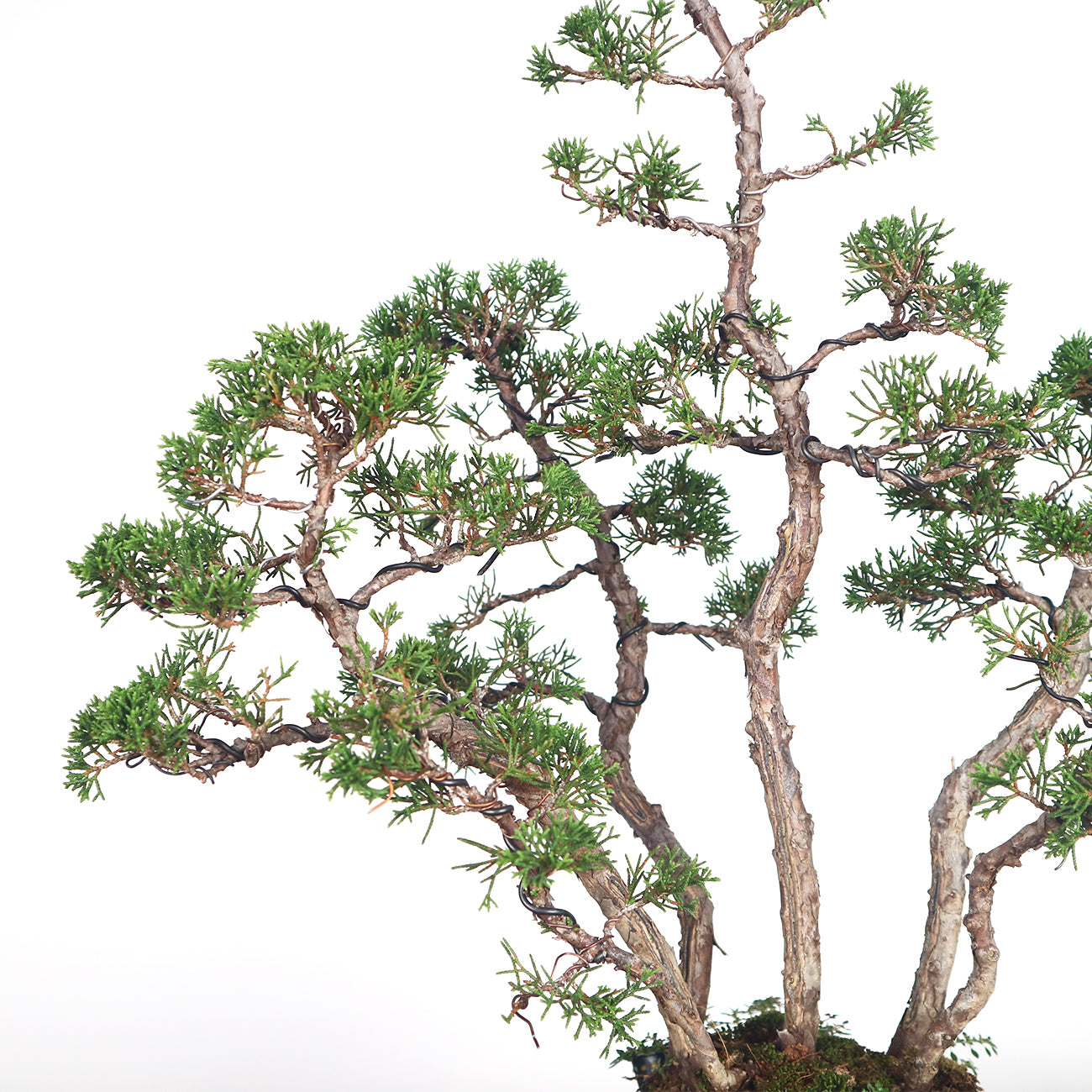 Japanese Juniper Shimpaku Forest Bonsai 日本真柏树林