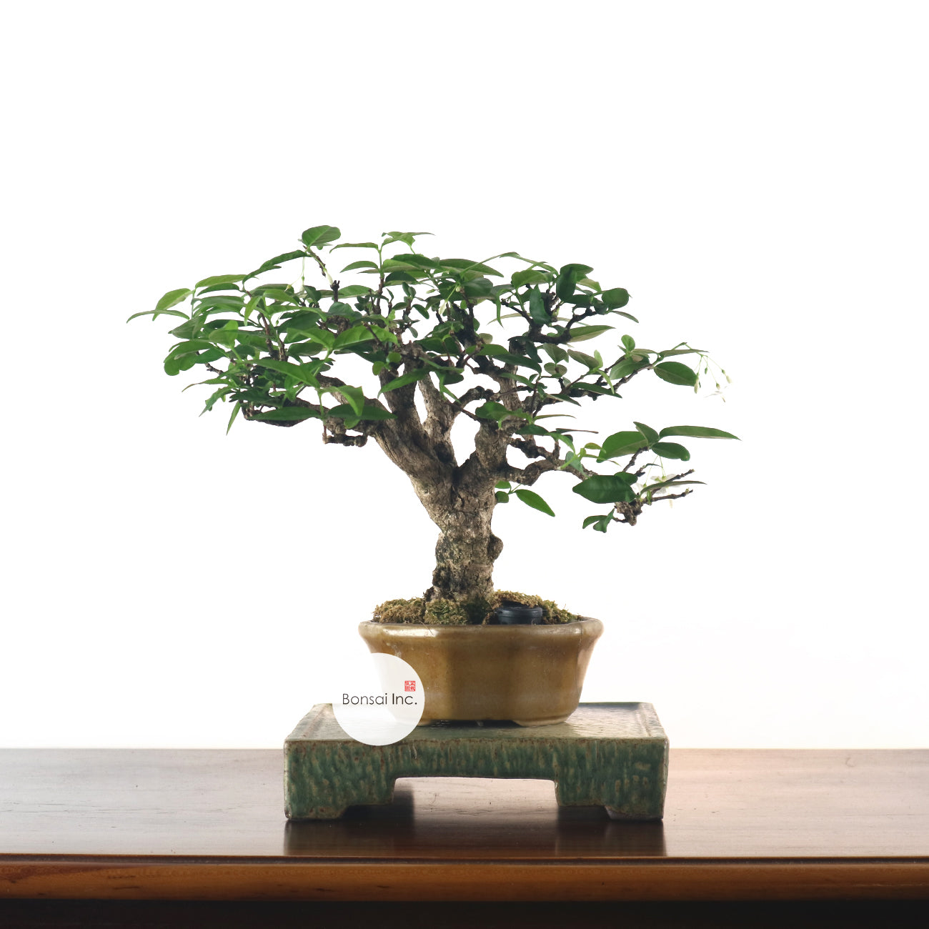 Water Jasmine Shuimei Bonsai 水梅