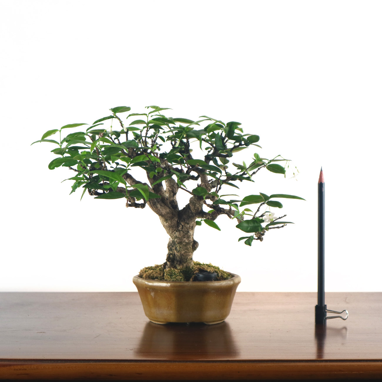 Water Jasmine Shuimei Bonsai 水梅