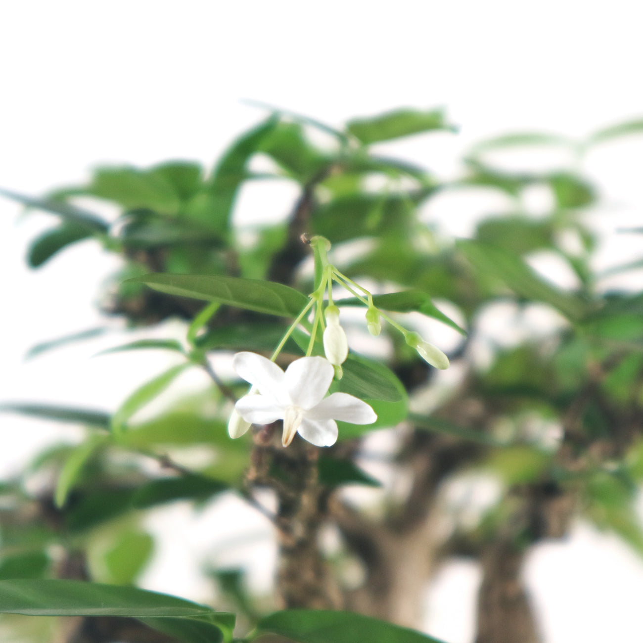 Water Jasmine Shuimei Bonsai 水梅