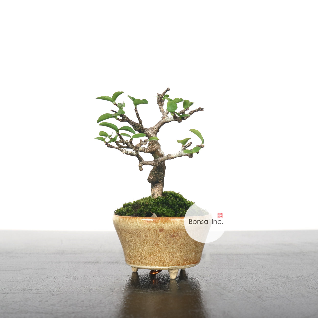 Water Jasmine (Wrightia Religiosa) Bonsai 水梅