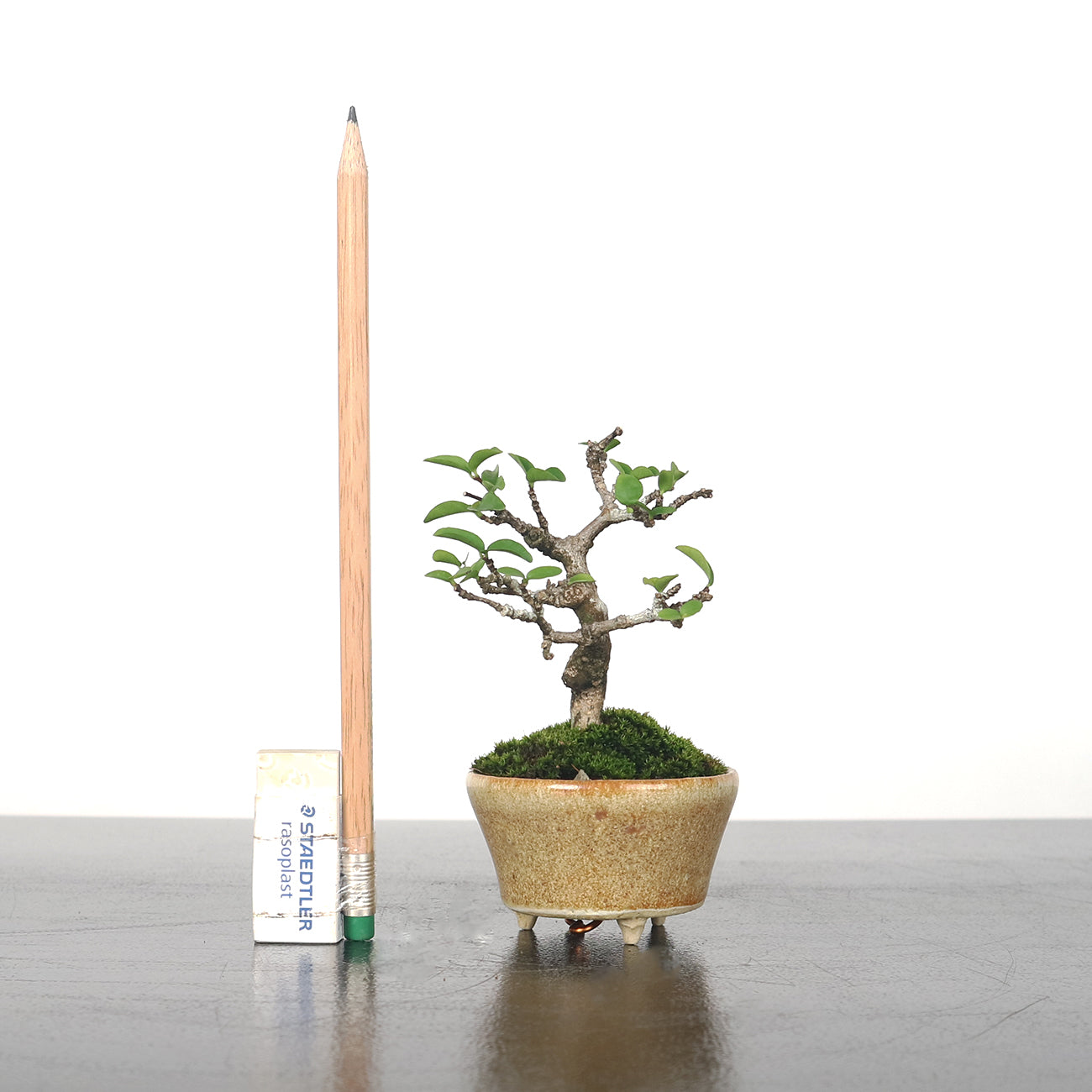 Water Jasmine (Wrightia Religiosa) Bonsai 水梅