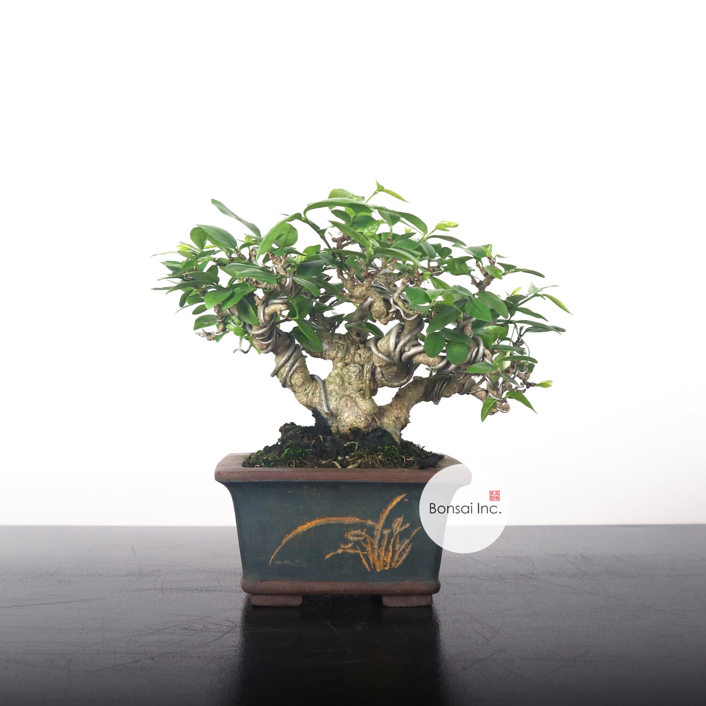 Water Jasmine Shuimei Bonsai 水梅