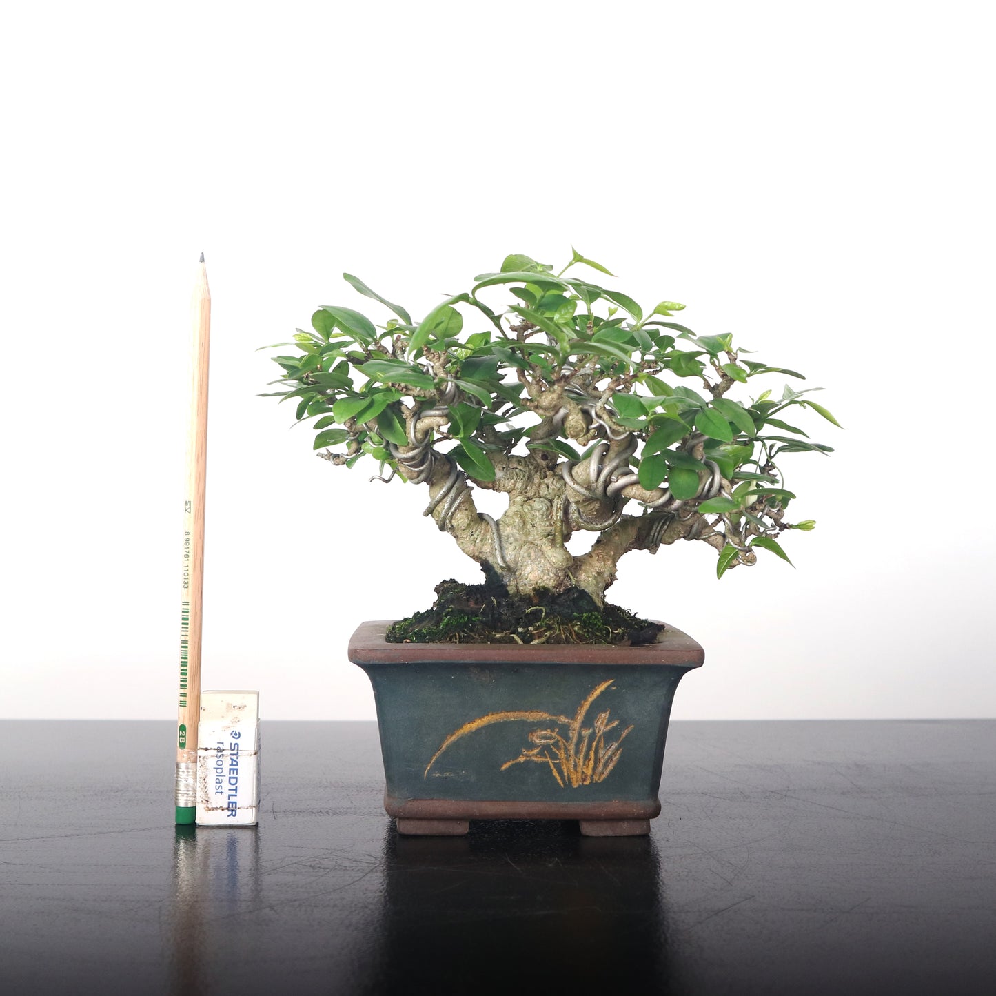 Water Jasmine Shuimei Bonsai 水梅