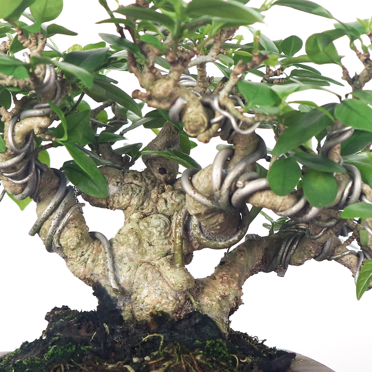 Water Jasmine Shuimei Bonsai 水梅