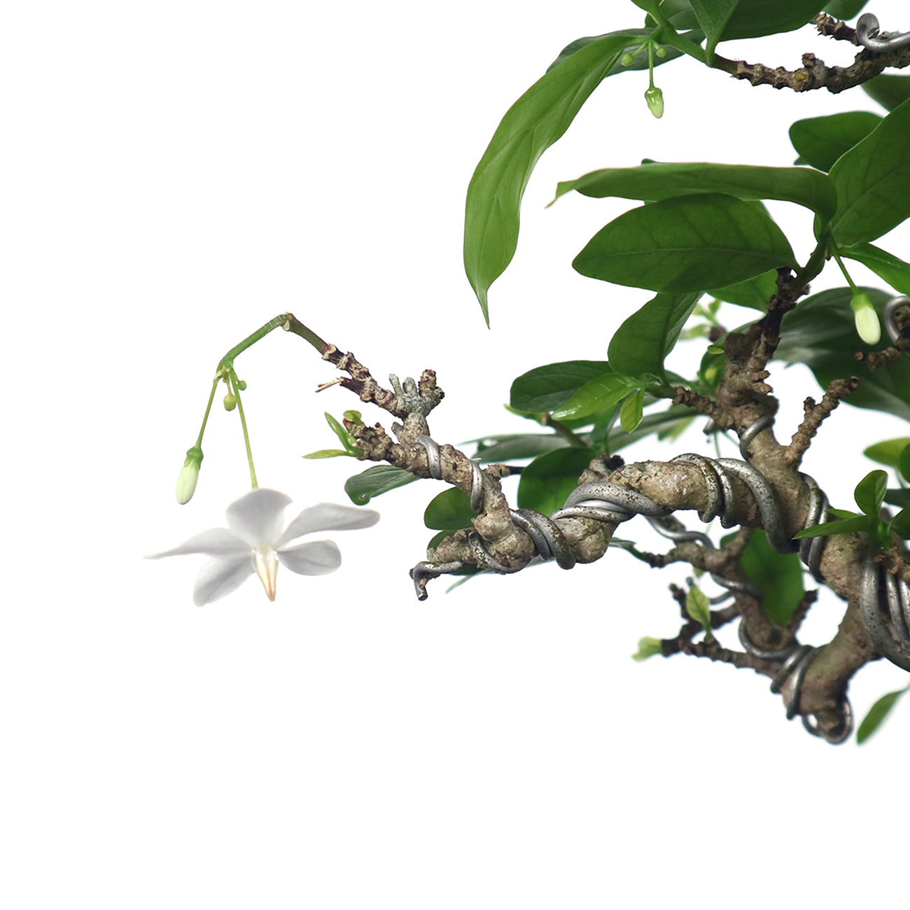 Water Jasmine Shuimei Bonsai 水梅