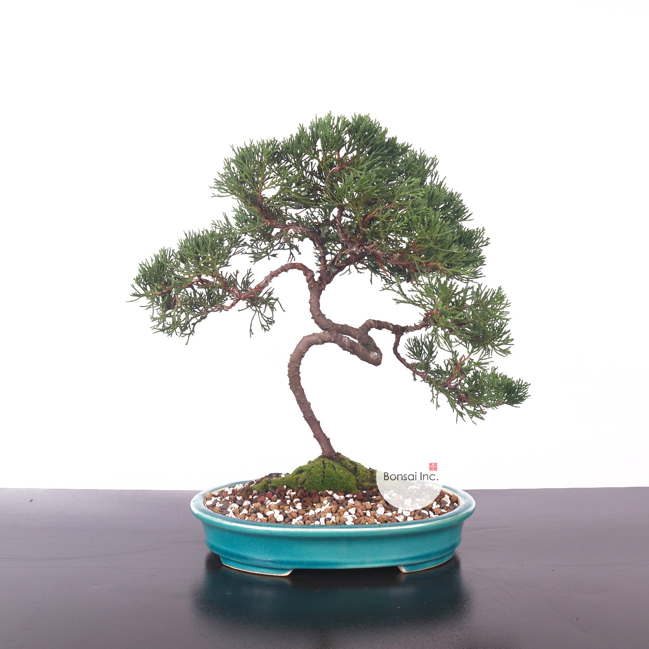Taiwanese Juniper Bonsai 真柏