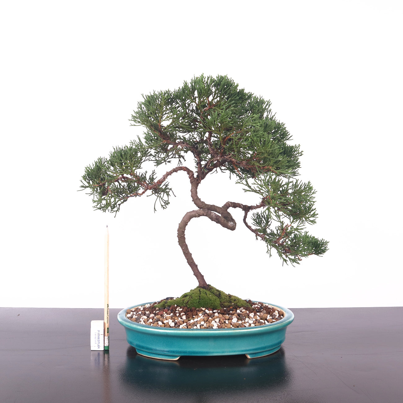 Taiwanese Juniper Bonsai 真柏