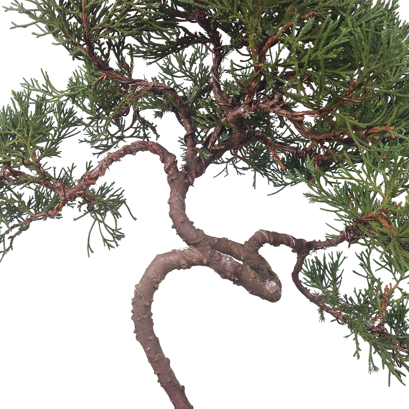 Taiwanese Juniper Bonsai 真柏