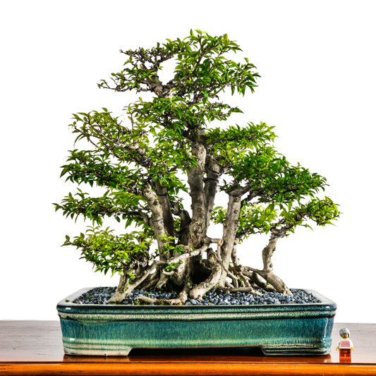 Water Jasmine Shuimei Bonsai 水梅