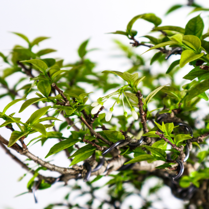 Water Jasmine Shuimei Bonsai 水梅