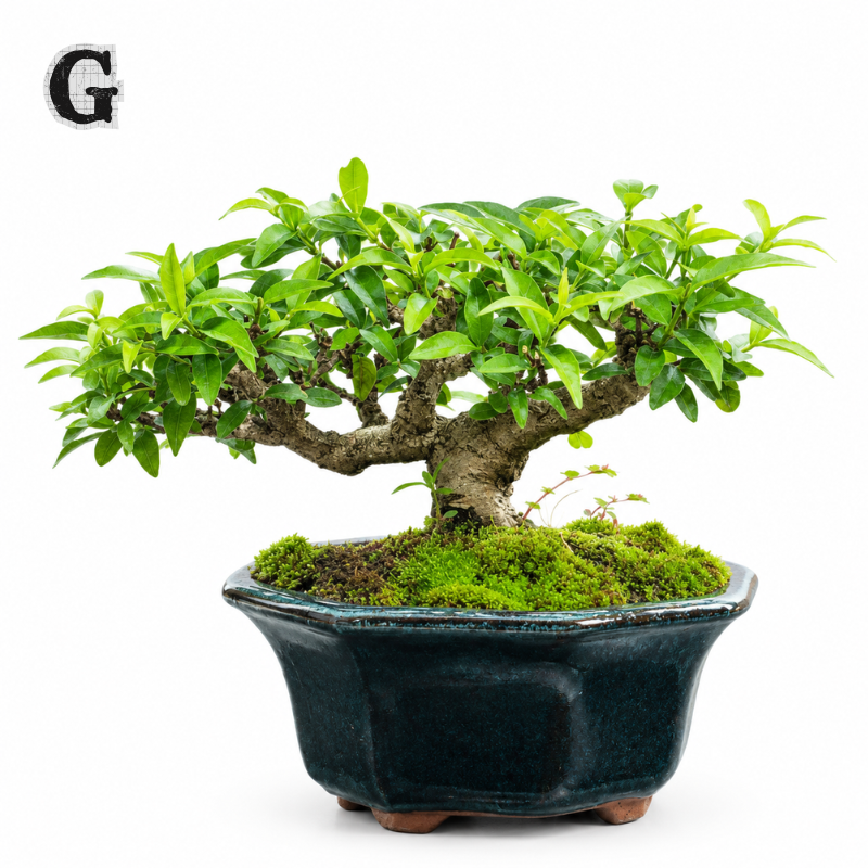Easy Care Bonsai Gift Set