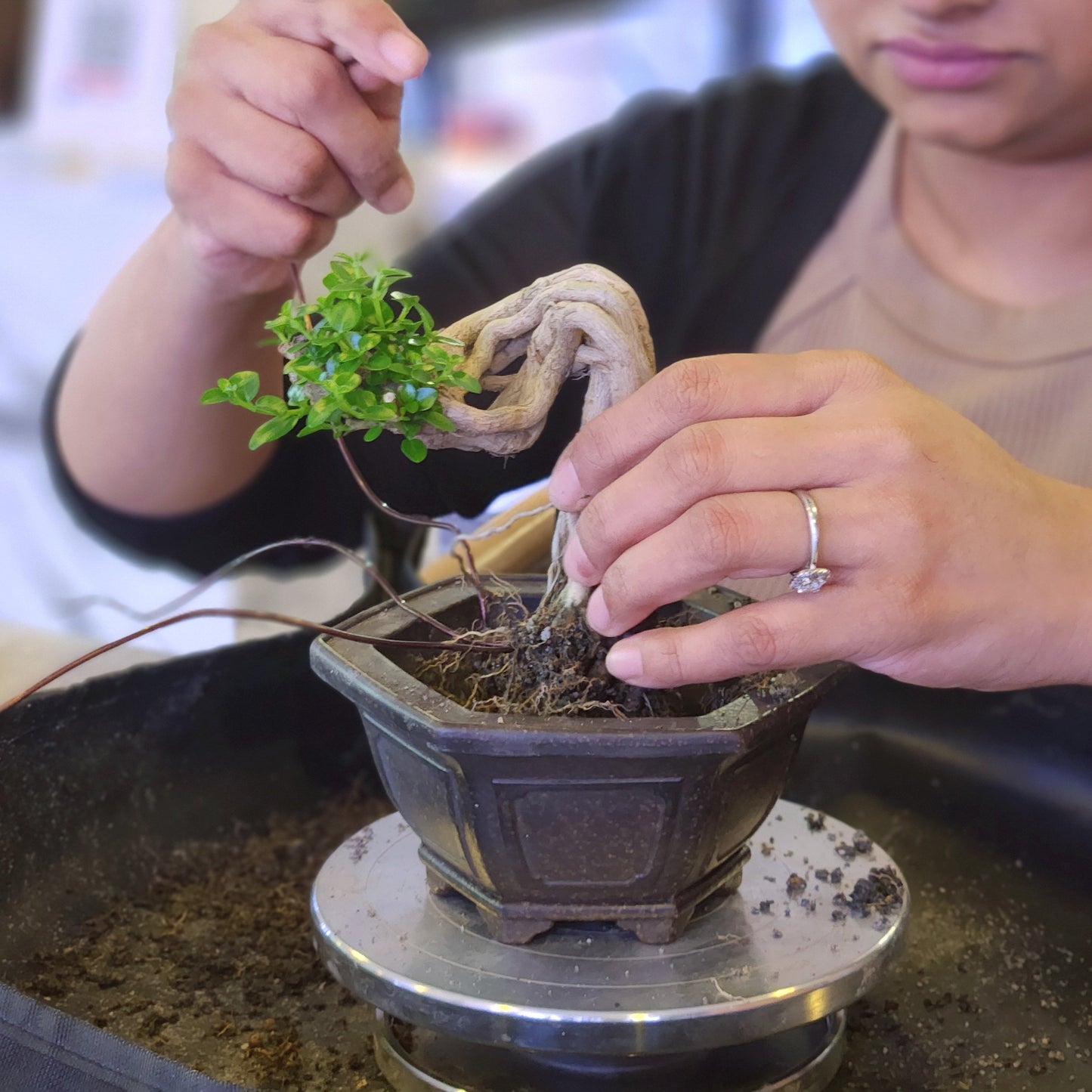 Bonsai Workshop for 1