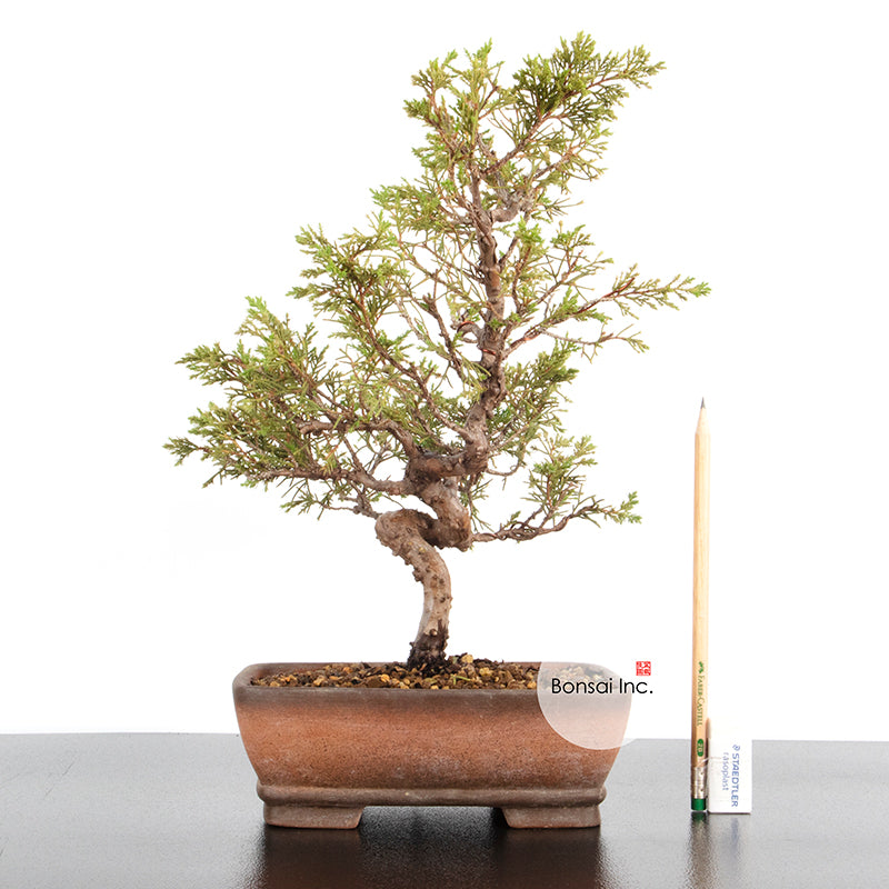 Japanese Shimpaku Bonsai 日本真柏