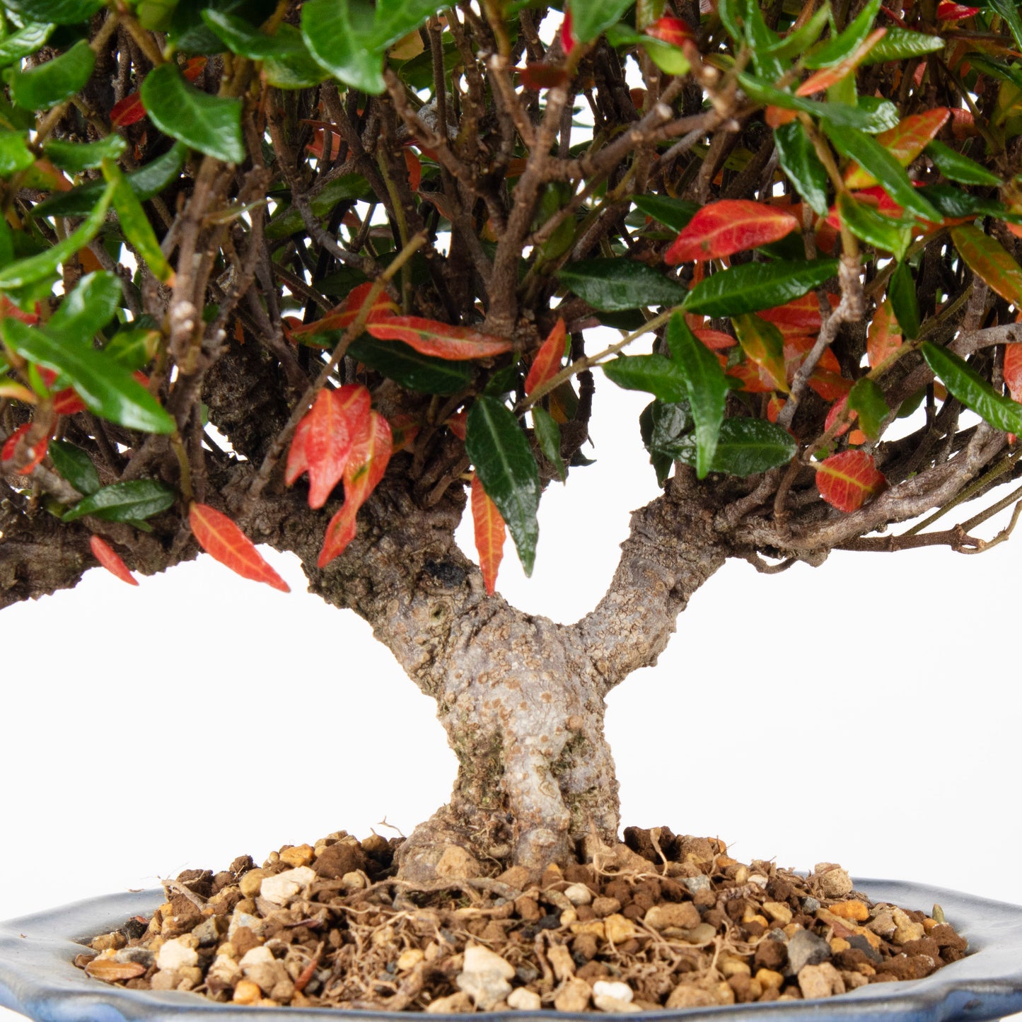 Japanese Chirimen Hokidachi Bonsai 日本縮緬葛盆栽