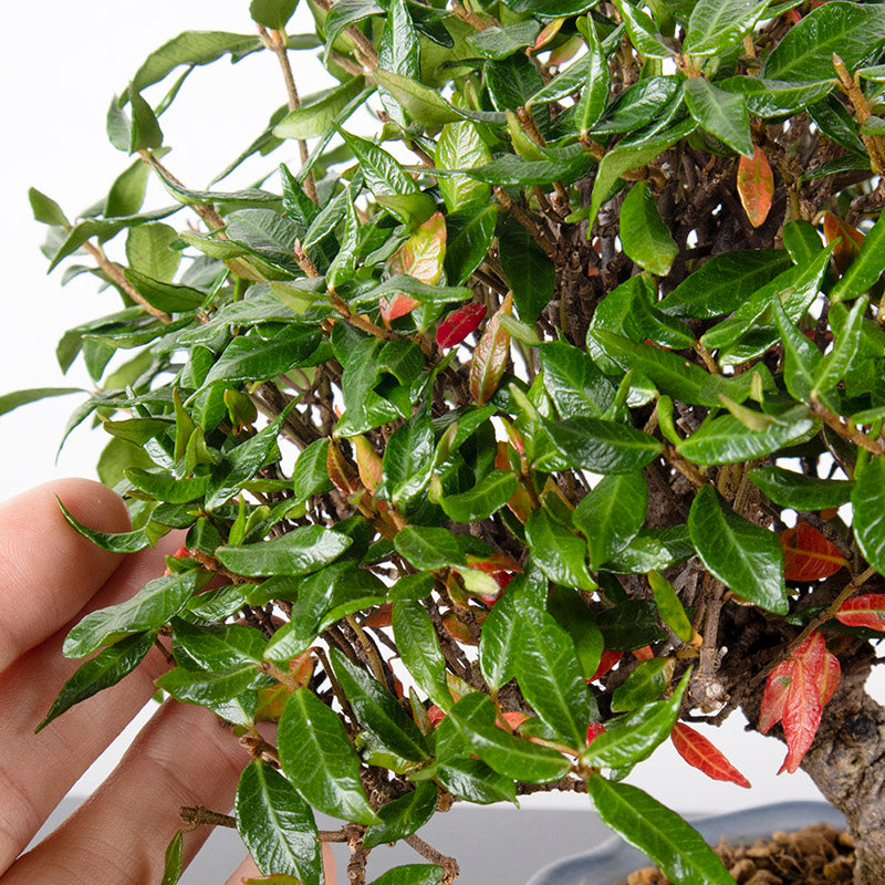 Japanese Chirimen Hokidachi Bonsai 日本縮緬葛盆栽