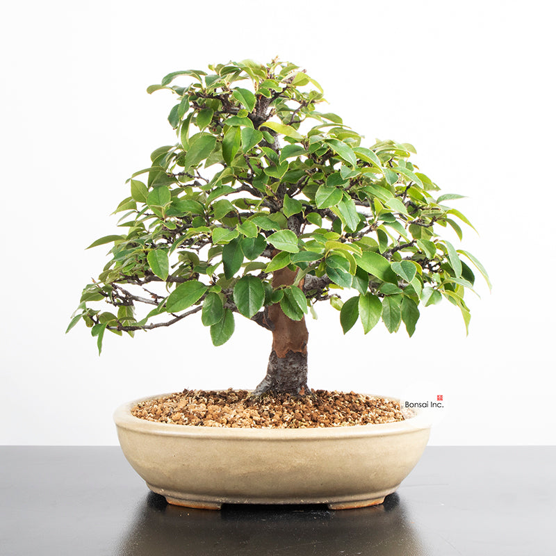 Japanese Karin Hokidachi Bonsai 花梨