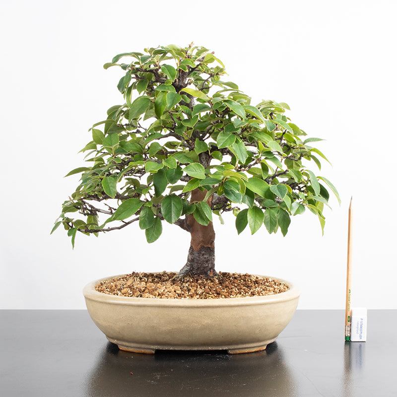 Japanese Karin Hokidachi Bonsai 花梨