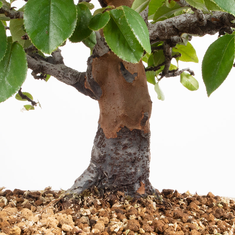 Japanese Karin Hokidachi Bonsai 花梨