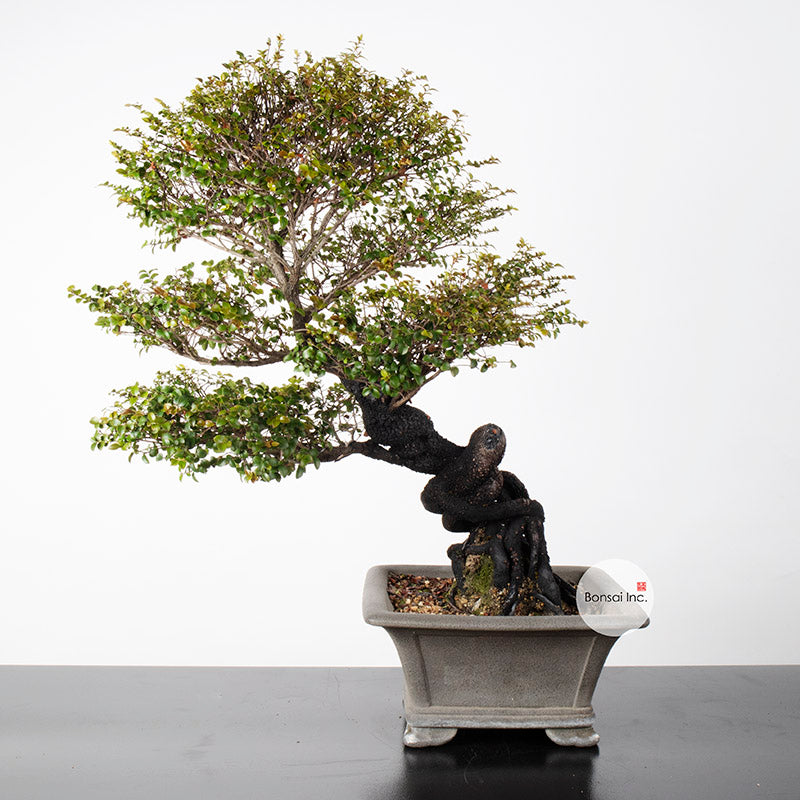Taiwanese Red Rosewood Shakan Bonsai 紫檀盆栽