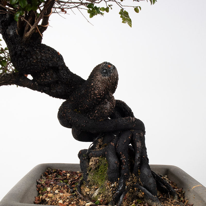 Taiwanese Red Rosewood Shakan Bonsai 紫檀盆栽