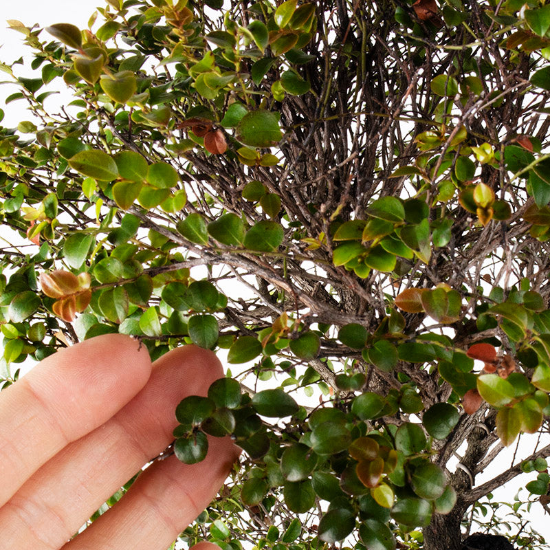 Taiwanese Red Rosewood Shakan Bonsai 紫檀盆栽