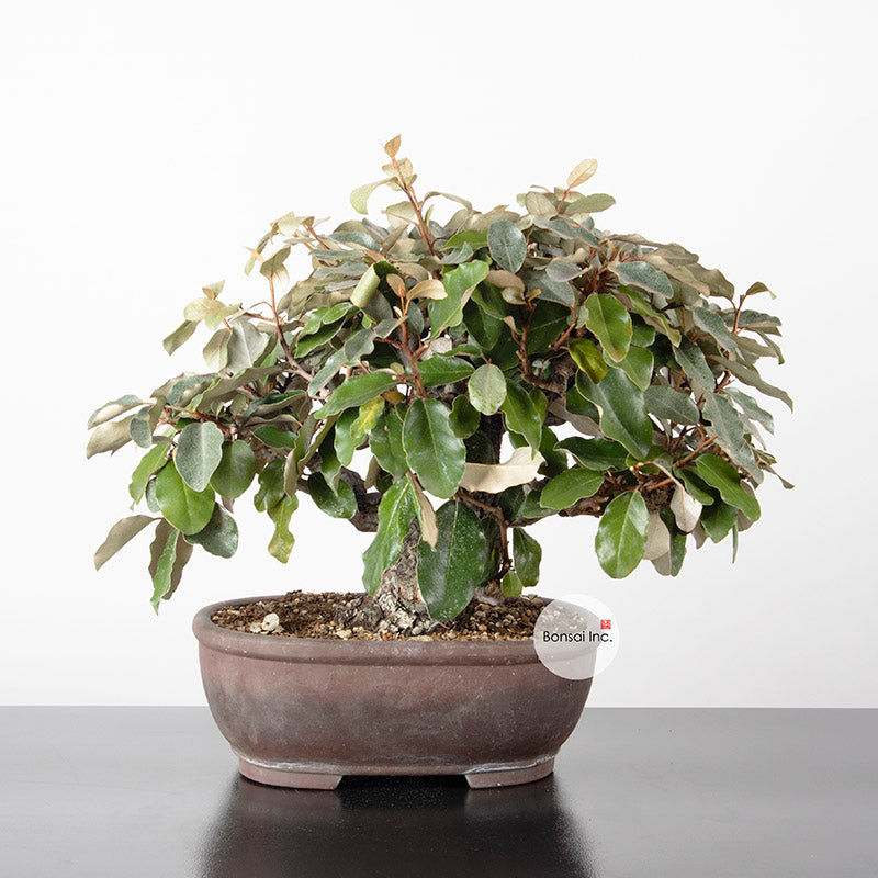 Japanese Old Silverberry with thick trunk Bonsai 寒茱萸