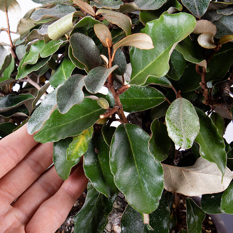 Japanese Old Silverberry with thick trunk Bonsai 寒茱萸