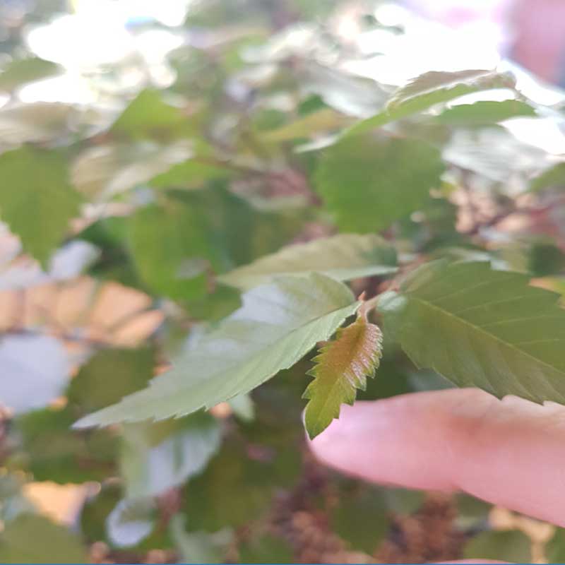 Beech Bonsai - Taiwan Origin Specie