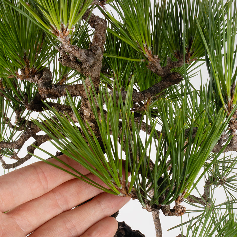 Japanese Black Pine Kuromatsu Bonsai 日本黑松