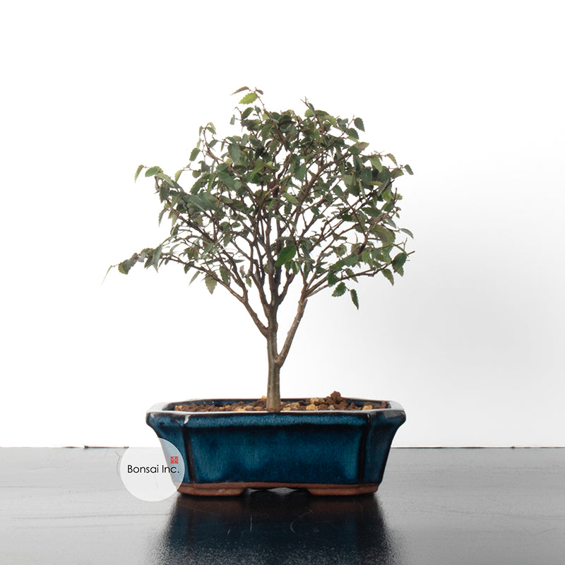 Beech Bonsai - Taiwan Origin Specie