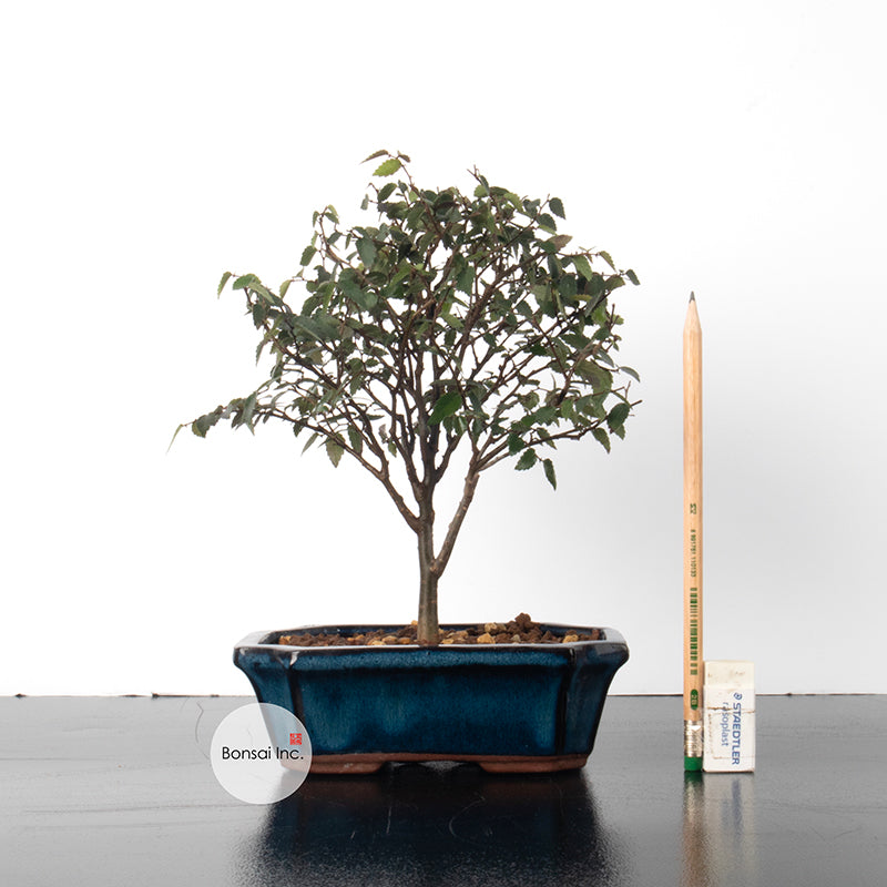 Beech Bonsai - Taiwan Origin Specie