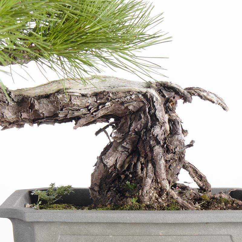 Wild Japanese Black Pine Han-kengai Bonsai (Kuro Matsu Yamadori) 日本野黑松