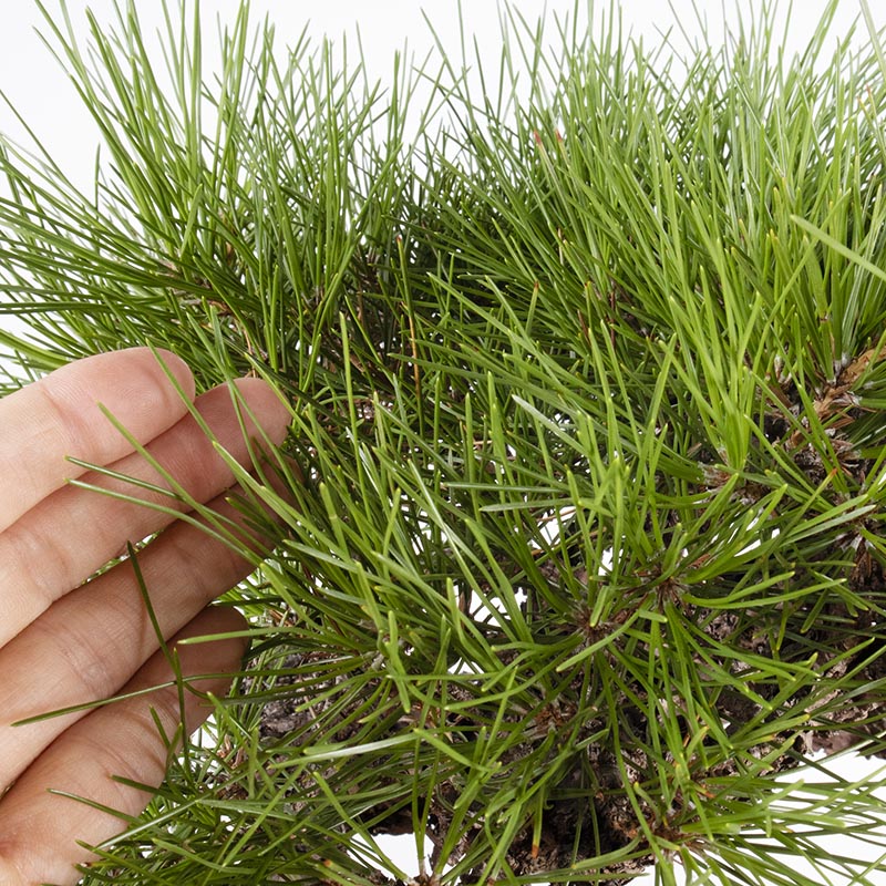 Wild Japanese Black Pine Han-kengai Bonsai (Kuro Matsu Yamadori) 日本野黑松